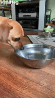 Dog Doesnt Drink Normally GIF by ViralHog