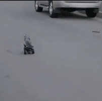 Cat Driving GIF