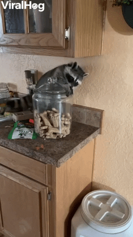 Clever Raccoon Breaks Into Treat Jar Jackpot GIF by ViralHog