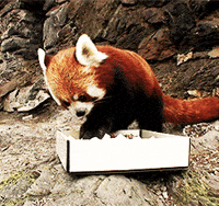 Red Panda Eating Comiendo Cute 8bits Gifs Get The Best Gif On Giphy