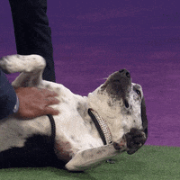 Relaxed Dog GIF by ABC Network
