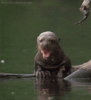 planet earth live otter GIF by Head Like an Orange