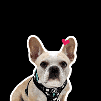 Dog Love GIF by Wag Trendz