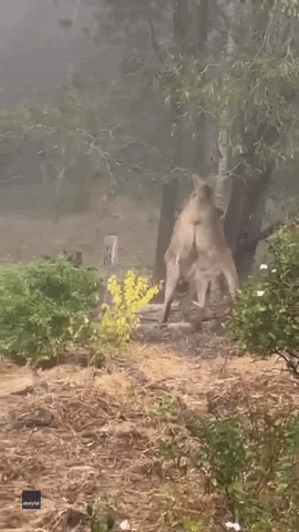 Funny Animals Kangaroos GIF by Storyful