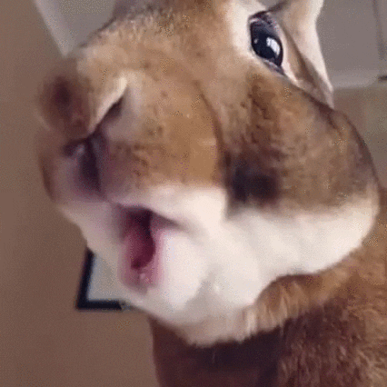giphy.gif