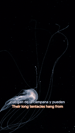 Jellyfish Medusa GIF by Monterey Bay Aquarium