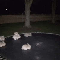 Bunny Hopping GIF by Respective