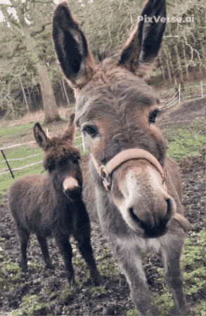 Animaux Fou Rire GIF