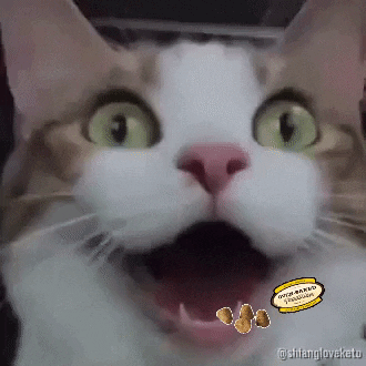 Cat Food GIF by OvenBakedTradition