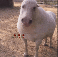 Horse Pig GIF
