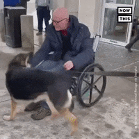 I Love You Dog GIF by NowThis