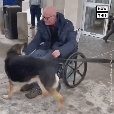 I Love You Dog GIF by NowThis - Find & Share on GIPHY