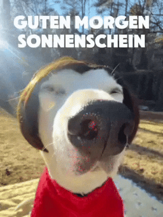 Good Morning Netflix GIF