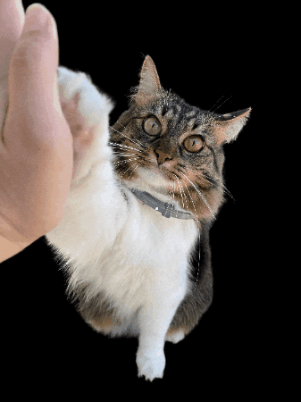 Mini Cat Town GIF
