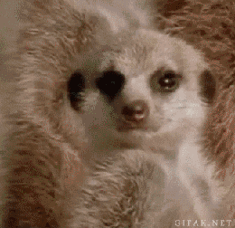 Tired I Know That GIF by Cheezburger - Find & Share on GIPHY
