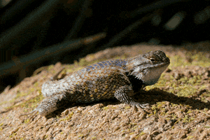 lizard pushups GIF