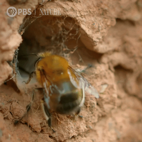 Wild Animals Bee GIF by Nature on PBS