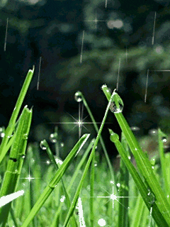  grass GIF