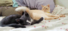 cats laying down GIF by Maudit