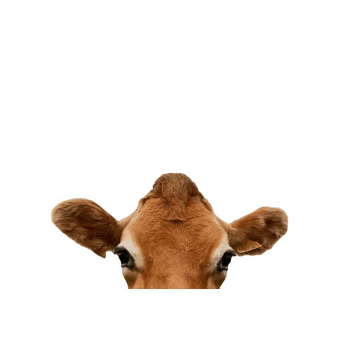 Organic Dairy Sticker by Forest Farm Organic Dairy