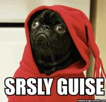 dogs seriously GIF by The BarkPost