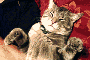 Sleepy Cat GIF - Find & Share on GIPHY
