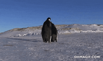penguin oops GIF