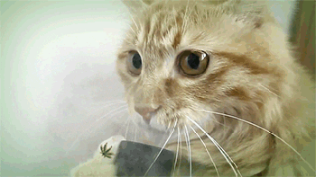Video gif. Cat holds a pipe that has smoke coming out of it and it takes two hits from it.