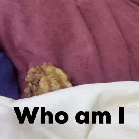 Fried Chicken Wtf GIF