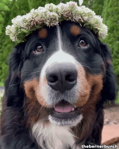Bernese Mountain Dog GIF