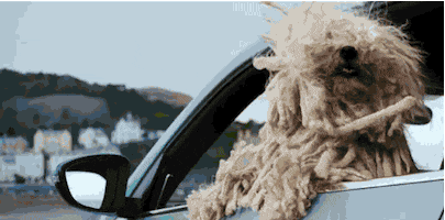 Video gif. A compilation of dogs in cars driving through a suburban neighborhood. A little girl carries her dog and stares out the window at them as they pass by. 