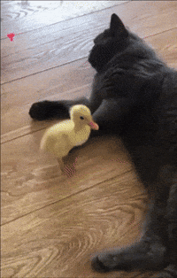 Funny Animals GIF - Funny Animals - Discover & Share GIFs