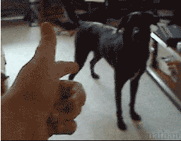 Video gif. A person points his finger like a gun toward his dog, then shoots. The dog responds by crumbling to the ground then rolling over, playing dead.