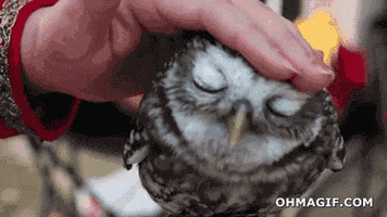 Relaxed Owl GIF