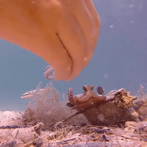 Ocean Swimming GIF by OctoNation® The Largest Octopus Fan Club!