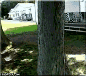 Hide And Seek Gifs Primo Gif Latest Animated Gifs