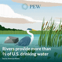 Water Bird GIF by The Pew Charitable Trusts