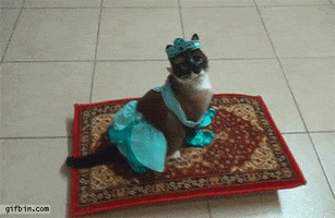 Magic Carpet Cat GIF