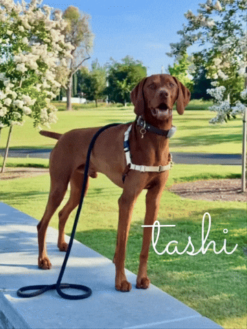 Nice Day Vizsla GIF