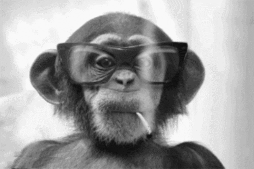Smoke Monkey GIF - Find & Share on GIPHY