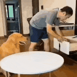 Dog GIF