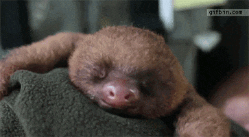 Sloths Mornin GIF