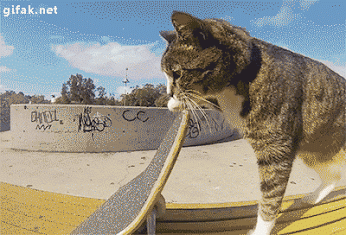 Skate Park Animals Riding Skateboards GIF