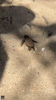 Beachgoers Dig Trench to Help Stranded Baby Turtle Crawl Its Way to Sea