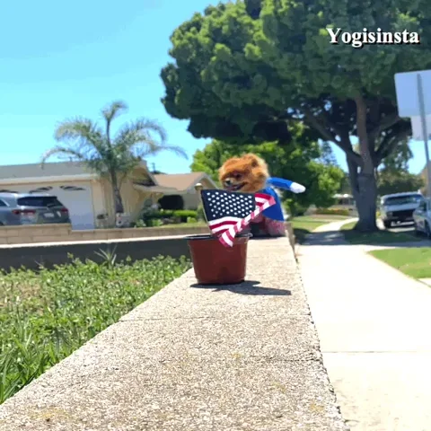 American Usa GIF