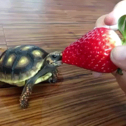 giphy.gif?cid=4d1e4f29e76ed47aa5b4320e8153dd0aea1a67d1955c7598&rid=giphy.gif