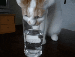 cat drinking GIF