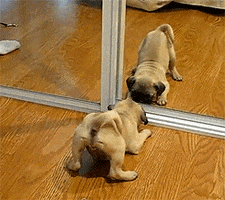 Mirror Pug GIF