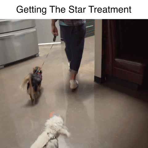 Star Dogs GIF by Rhett and Link