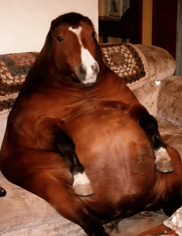 Horse What GIF
